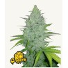Original Auto Cheese · FastBuds Seeds · semi di canapa · AutoFem