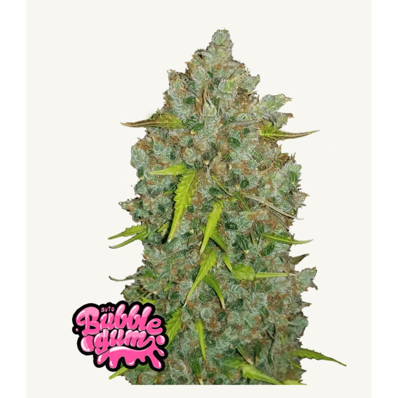 Original Auto BubbleGum · FastBuds Seeds · semi di canapa · AutoFem