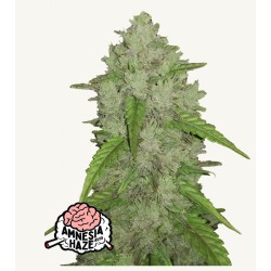 Original Auto Amnesia Haze – Semi Autofiorenti Fastbuds
