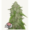 Original Auto Amnesia Haze · FastBuds Seeds · semillas de marihuana · AutoFem