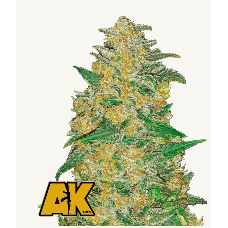 Original Auto AK · FastBuds Seeds · semillas de marihuana · AutoFem