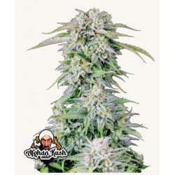 ORIGINAL AUTO AFGHAN KUSH · FastBuds Seeds · semi di canapa · AutoFem