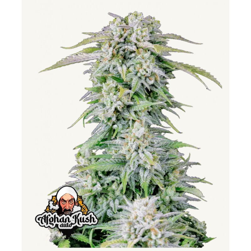 ORIGINAL AUTO AFGHAN KUSH · FastBuds Seeds · cannabis seeds · AutoFem
