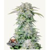 ORIGINAL AUTO AFGHAN KUSH · FastBuds Seeds · cannabis seeds · AutoFem
