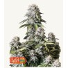 Orange Sherbet FF · FastBuds Seeds · semillas de marihuana · Fem