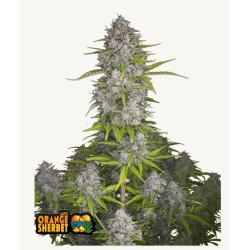 Orange Sherbet Auto  · FastBuds Seeds · semi di canapa · AutoFem