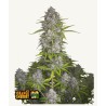 Orange Sherbet Auto  · FastBuds Seeds · cannabis seeds · AutoFem