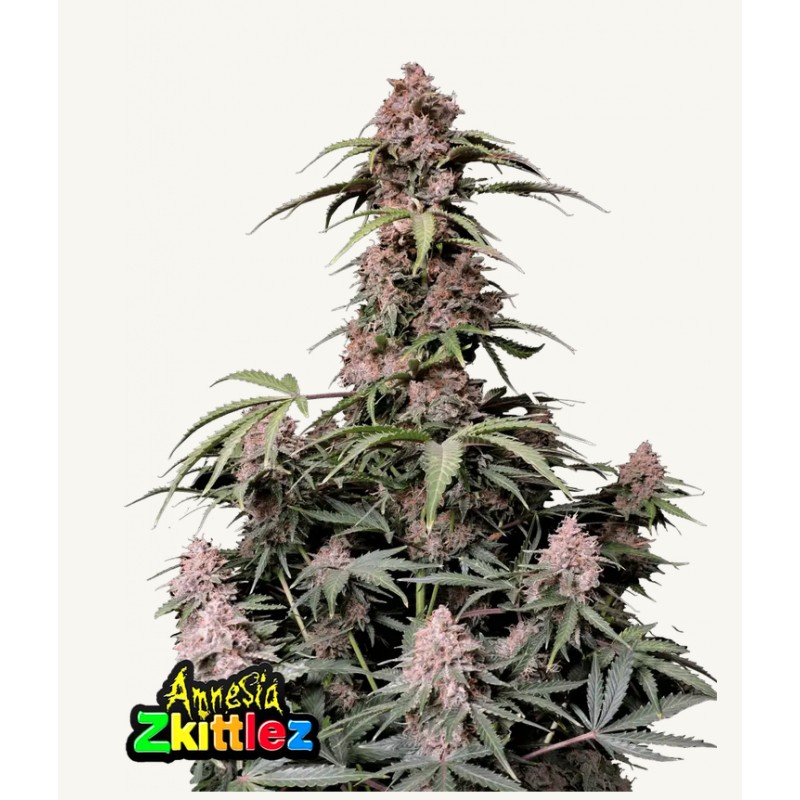 Amnesia Zkittlez Auto · FastBuds Seeds · semillas de marihuana · AutoFem