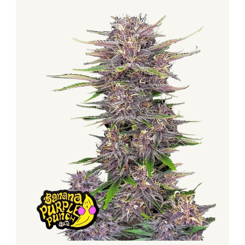 Banana Purple Punch Auto · FastBuds Seeds ·semillas de marihuana · AutoFem