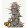 Banana Purple Punch Auto · FastBuds Seeds ·semi di canapa · AutoFem