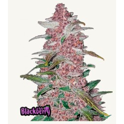Original Auto Amnesia Haze – Semi Autofiorenti Fastbuds