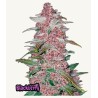 Original Auto Amnesia Haze – Semi Autofiorenti Fastbuds