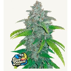 Blue Dream Matic · FastBuds Seeds · cannabis seeds · AutoFem