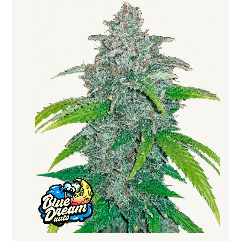Blue Dream Matic Semi | FastBuds | Leggenda Automatica