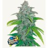 Blue Dream Matic Semi | FastBuds | Leggenda Automatica
