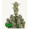 Bruce Banner Auto · FastBuds Seeds · semillas de marihuana · AutoFem