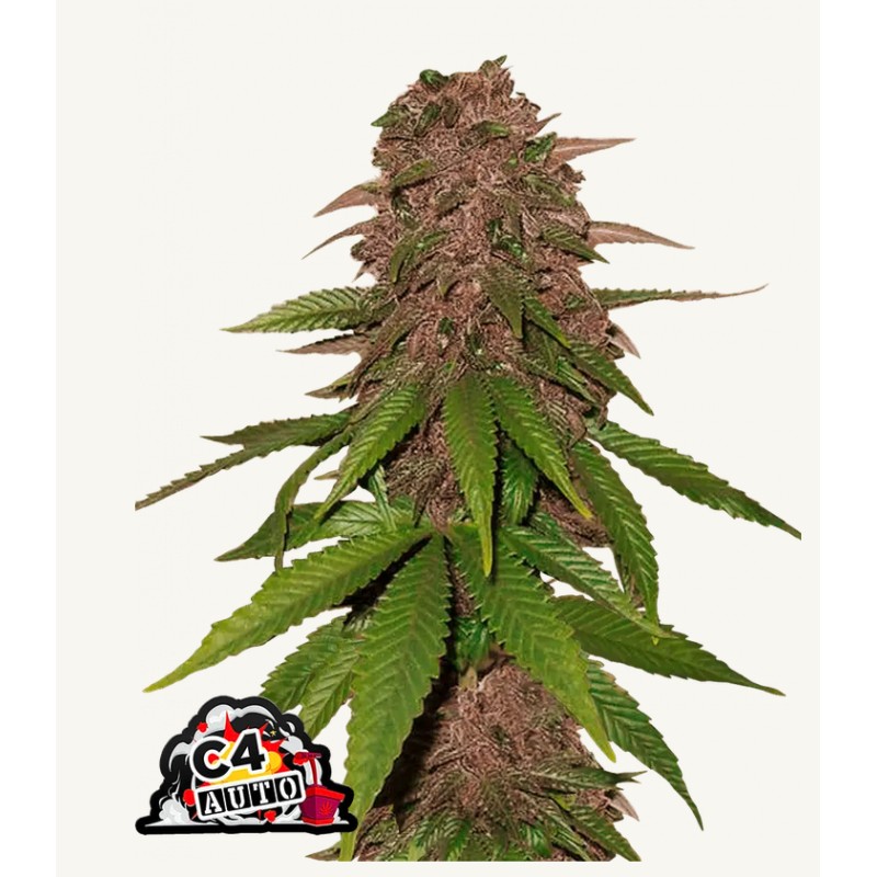 C4 Matic · FastBuds Seeds · semi di canapa · AutoFem