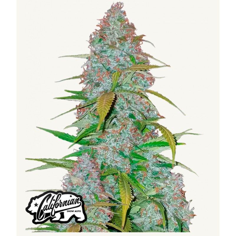 Californian Snow Auto · FastBuds Seeds · semillas de marihuana · AutoFem