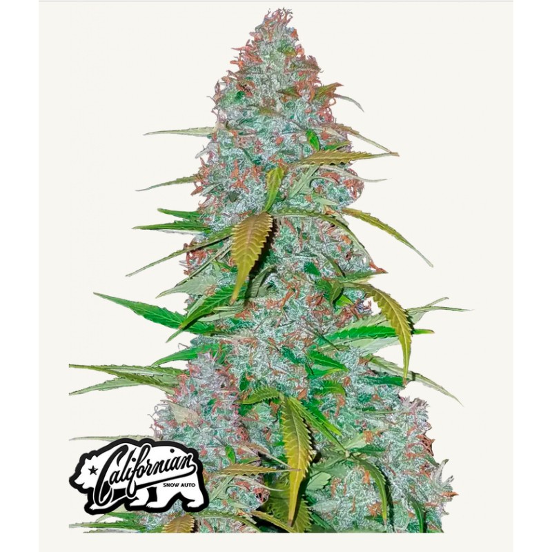 Cherry Cola Auto · FastBuds Seeds · cannabis seeds · AutoFem