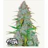 Cherry Cola Auto · FastBuds Seeds · cannabis seeds · AutoFem