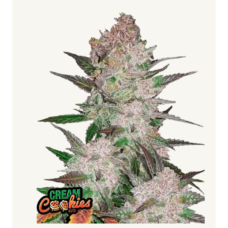 Cream Cookies Auto · FastBuds Seeds · cannabis seeds · AutoFem