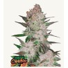 Cream Cookies Auto Semi | FastBuds | Gusto Biscotto Cremoso
