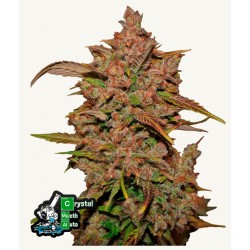 Crystal Meth Auto · FastBuds Seeds · semi di canapa · AutoFem