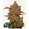 Crystal Meth Auto · FastBuds Seeds · semillas de marihuana · AutoFem