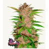 Fastberry Auto · FastBuds Seeds · semi di canapa · AutoFem