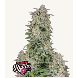 Forbidden Runtz Auto · FastBuds Seeds · semi di canapa · AutoFem