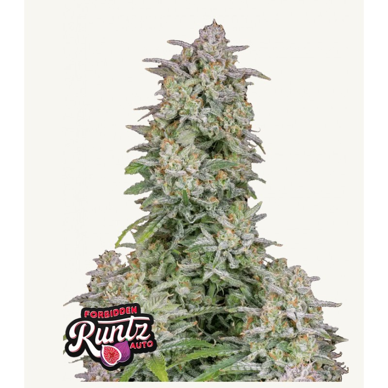 Forbidden Runtz Auto · FastBuds Seeds · semillas de marihuana · AutoFem