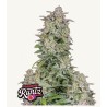 Forbidden Runtz Auto · FastBuds Seeds · semillas de marihuana · AutoFem