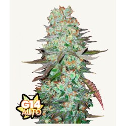 G14 Auto · FastBuds Seeds · semi di canapa · AutoFem