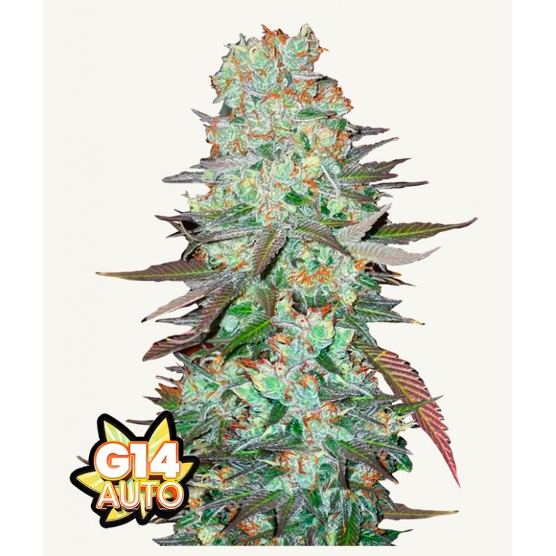 G14 Auto · FastBuds Seeds · semillas de marihuana · AutoFem