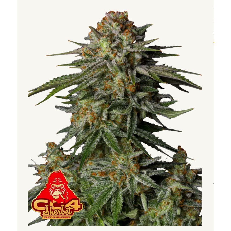 GG4 Sherbet FF · FastBuds Seeds · semi di canapa · Fem