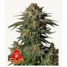 GG4 Sherbet FF · FastBuds Seeds · semi di canapa · Fem