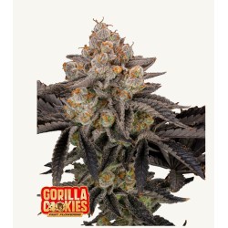 Gorilla Cookies FF · FastBuds Seeds · semi di canapa · Fem