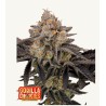 Gorilla Cookies FF · FastBuds Seeds · semi di canapa · Fem