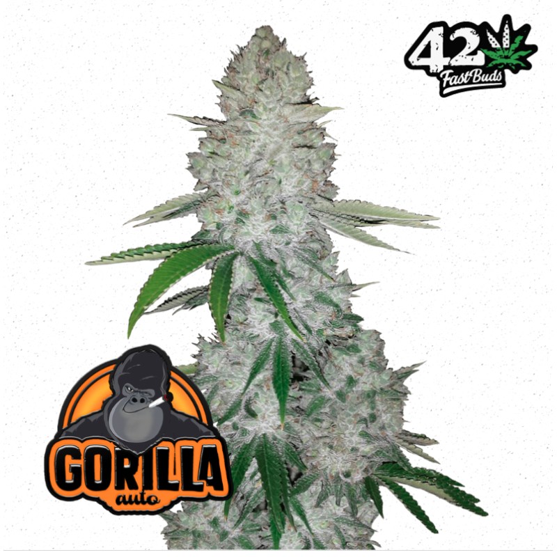 Gorilla Glue Auto – Semi Autofiorenti FastBuds Seeds