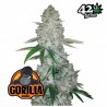 Gorilla Glue Auto · FastBuds Seeds · semillas de marihuana · AutoFem