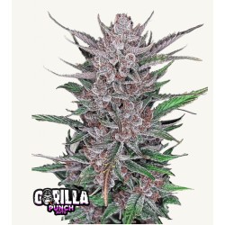 Gorilla Punch Auto · FastBuds Seeds ·semi di canapa · AutoFem