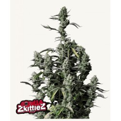 Gorilla Zkittlez Auto · FastBuds Seeds ·semi di canapa · AutoFem