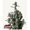 Gorilla Zkittlez Auto · FastBuds Seeds · cannabis seeds · AutoFem