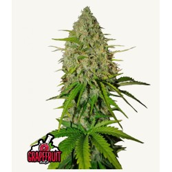 Grapefruit Auto · FastBuds Seeds · semi di canapa · AutoFem