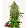 Grapefruit Auto · FastBuds Seeds · semi di canapa · AutoFem