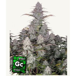 Green Crack Auto: Energia Pura in Automatico | Fast Buds