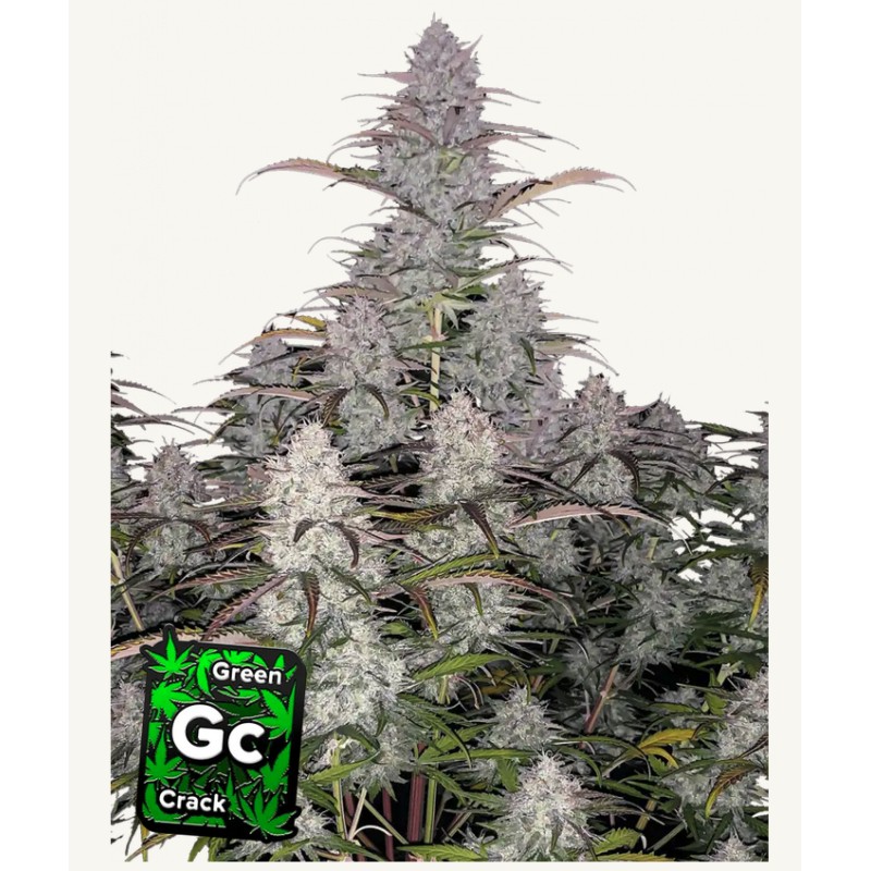 Green Crack Auto · FastBuds Seeds · semillas de marihuana · AutoFem
