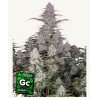 Green Crack Auto · FastBuds Seeds · cannabis seeds · AutoFem