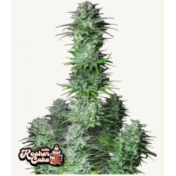 Kosher Cake Auto · FastBuds Seeds · semi di canapa · AutoFem