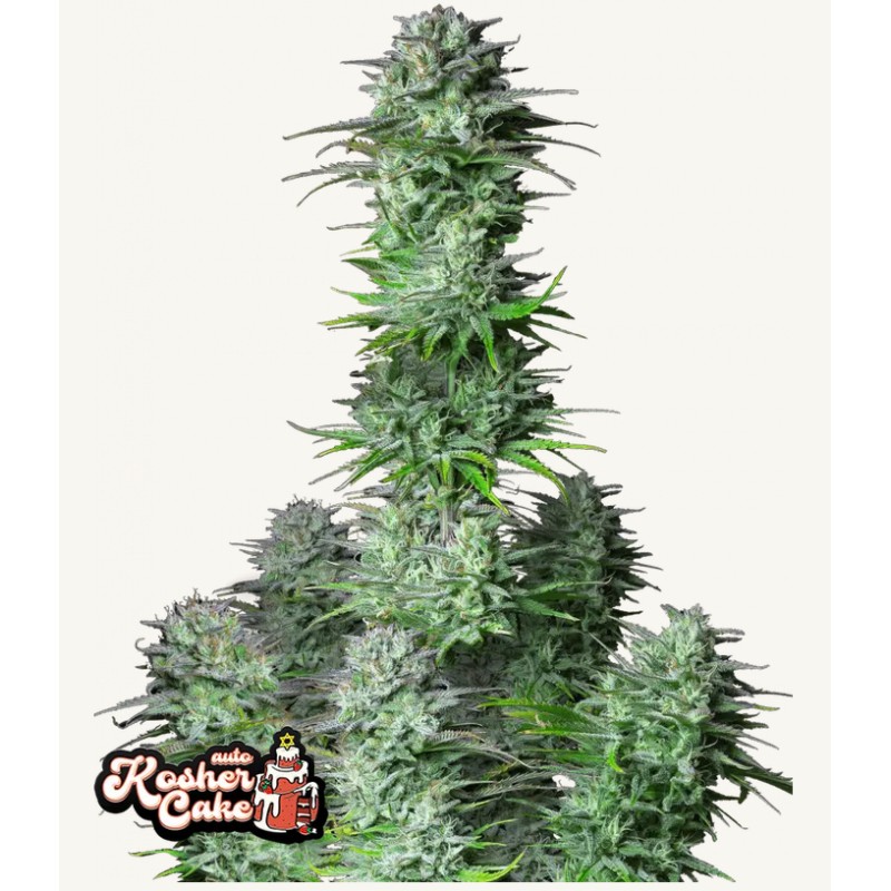 Kosher Cake Auto · FastBuds · Seeds semillas de marihuana · AutoFem